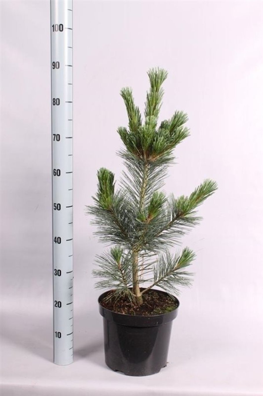 Pinus flex. 'Vanderwolf's Pyramid' - C7.5 40-50 CM